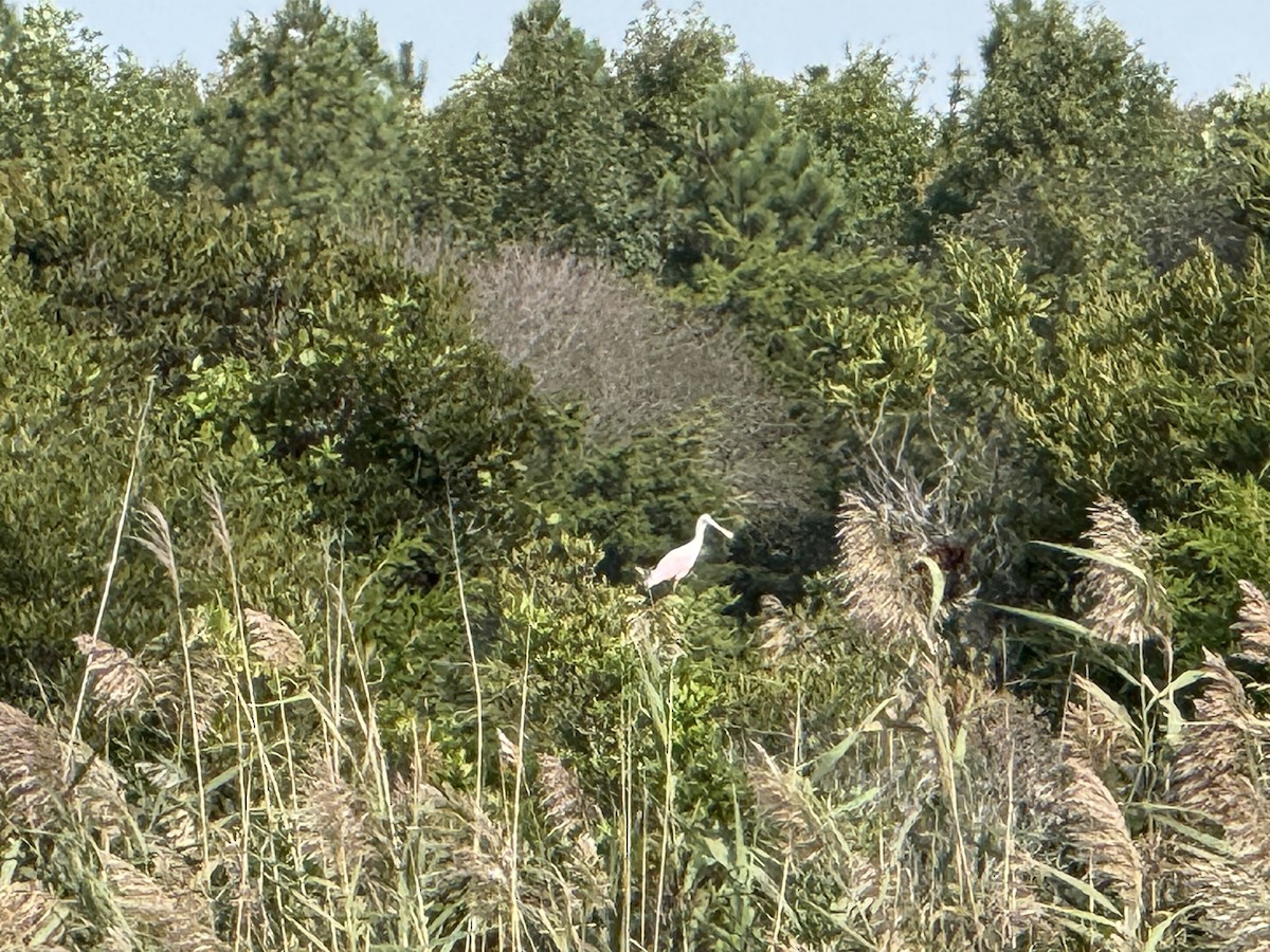Roseate Spoonbill - ML642328988