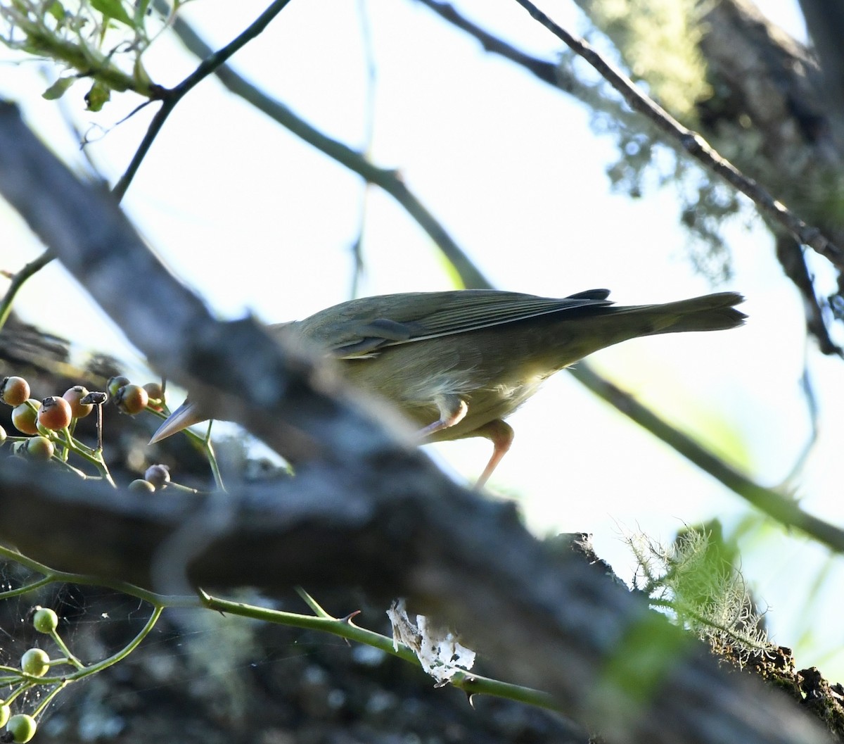 Worm-eating Warbler - ML642329002