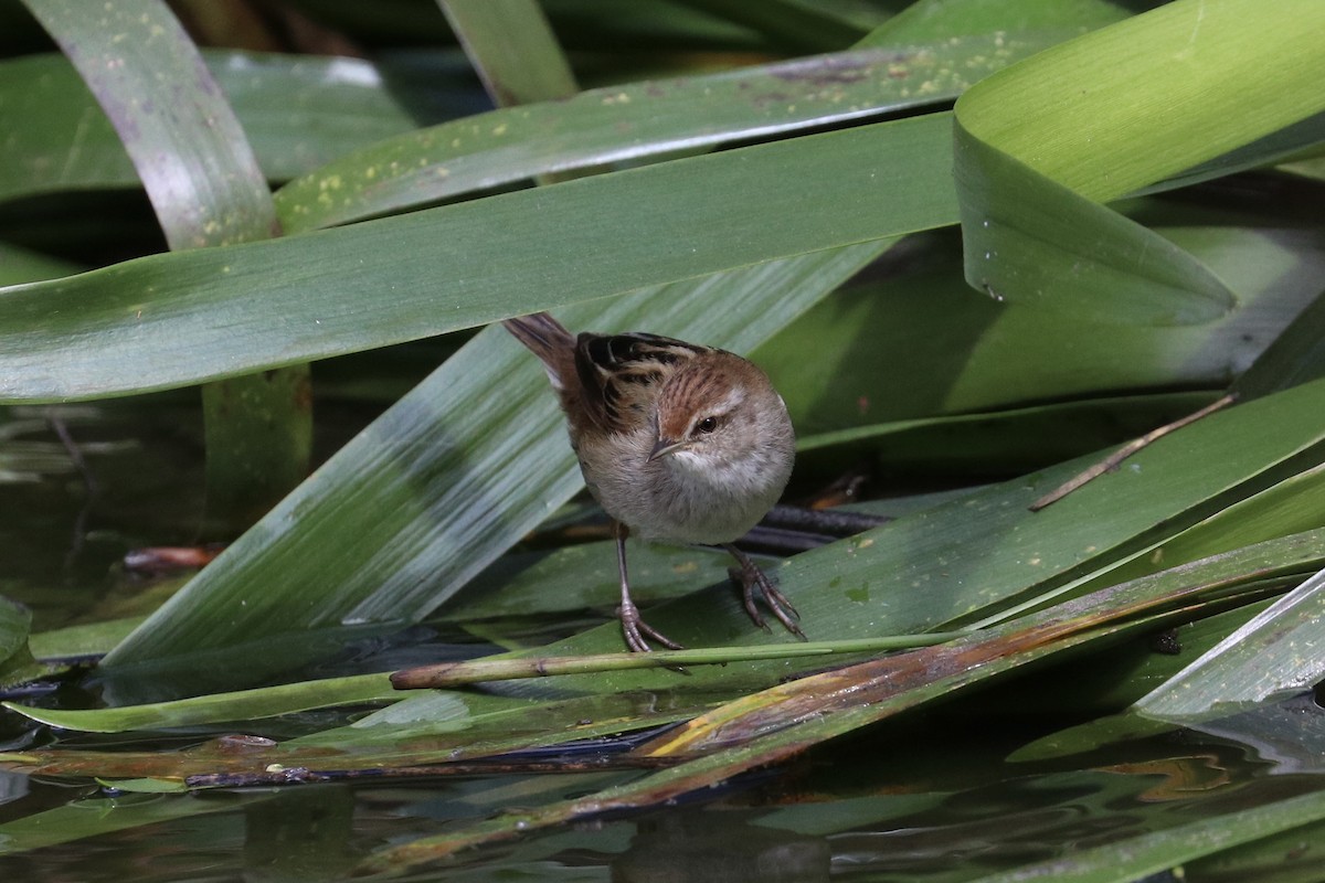Little Grassbird - ML642329007
