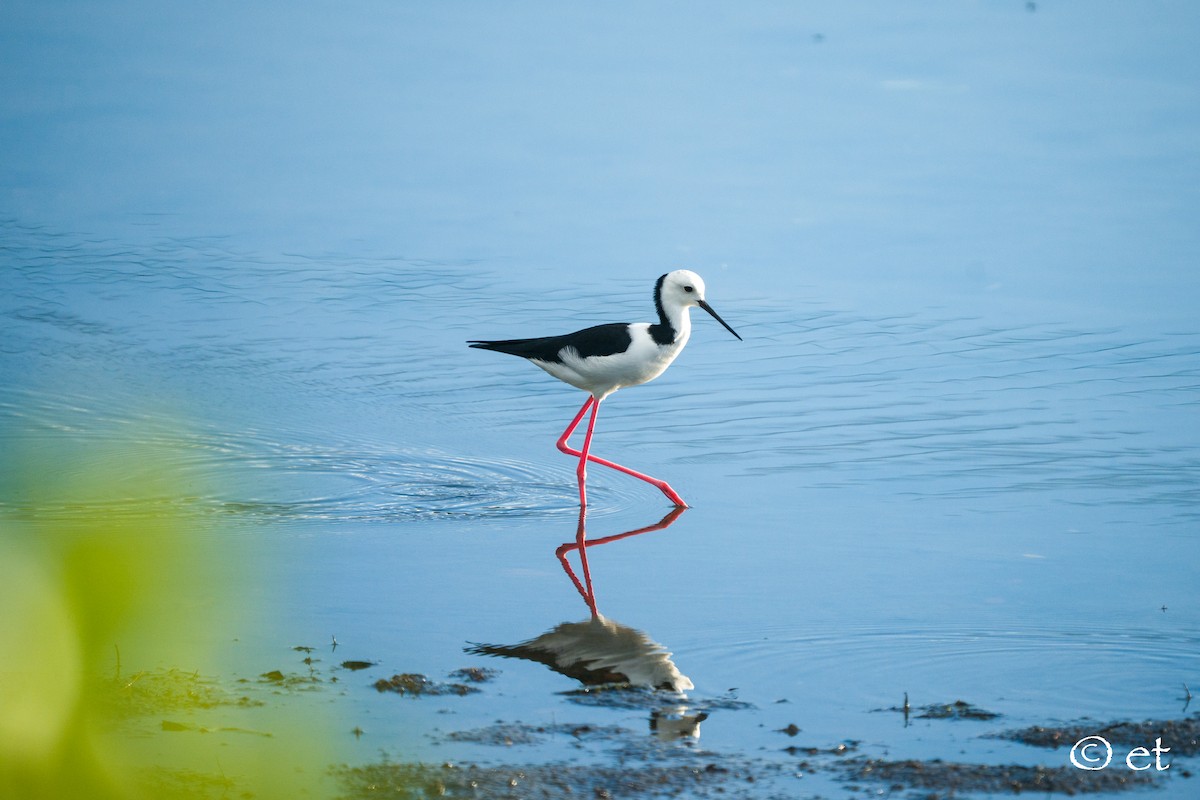 Pied Stilt - ML642329075