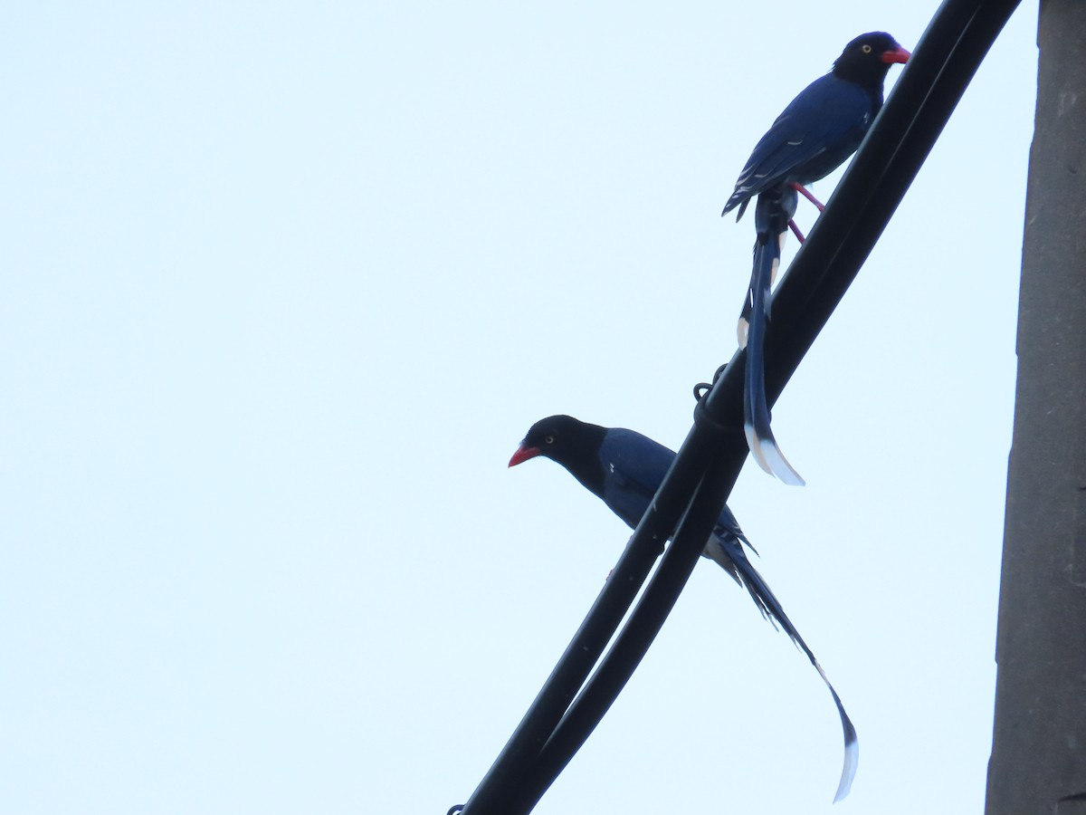Taiwan Blue-Magpie - ML642329094