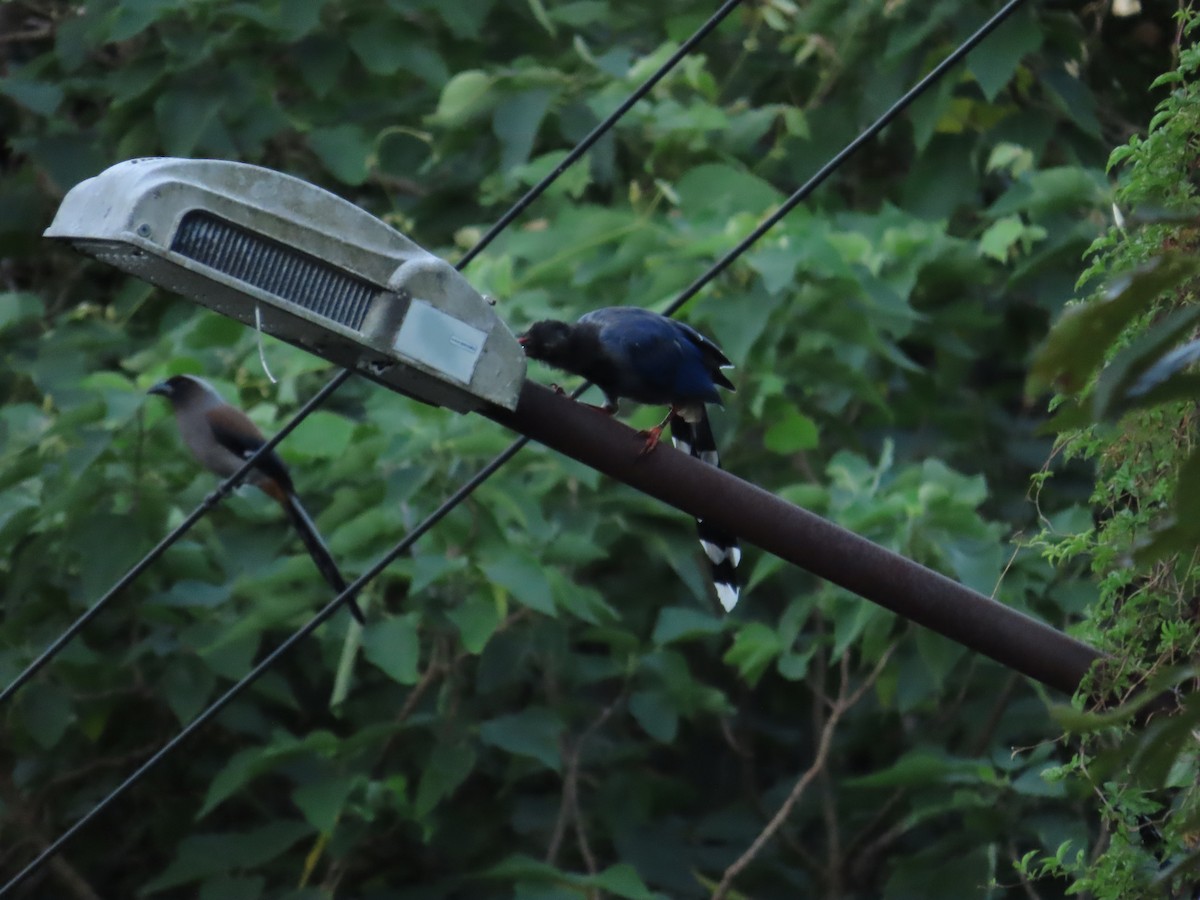 Taiwan Blue-Magpie - ML642329095
