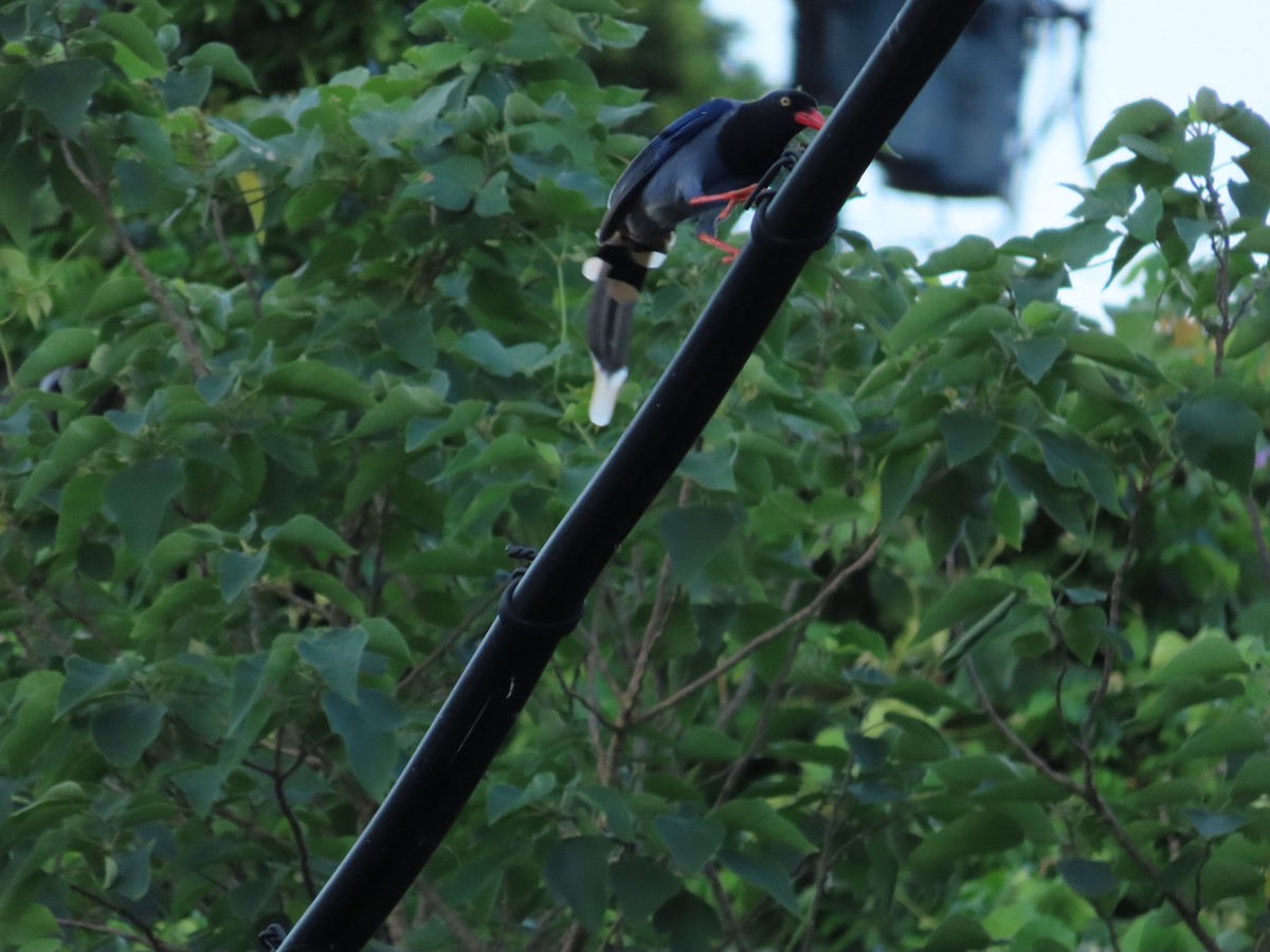 Taiwan Blue-Magpie - ML642329096