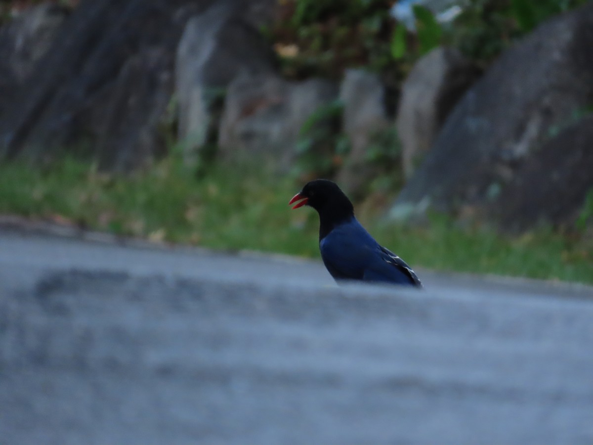 Taiwan Blue-Magpie - ML642329098
