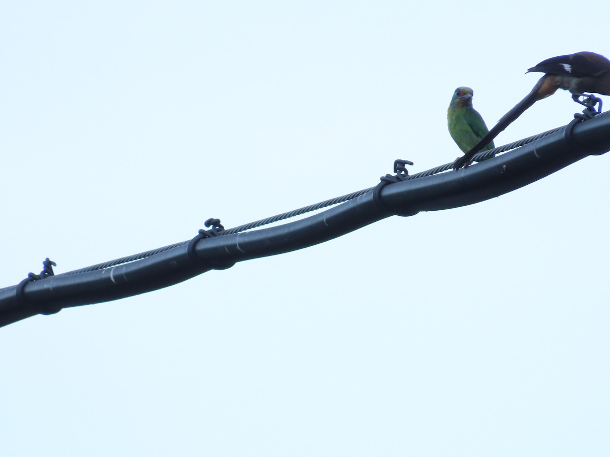 Taiwan Barbet - ML642329100