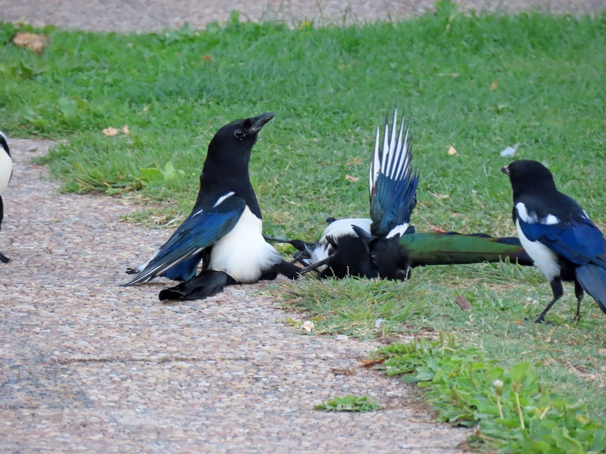 Eurasian Magpie - ML642329109