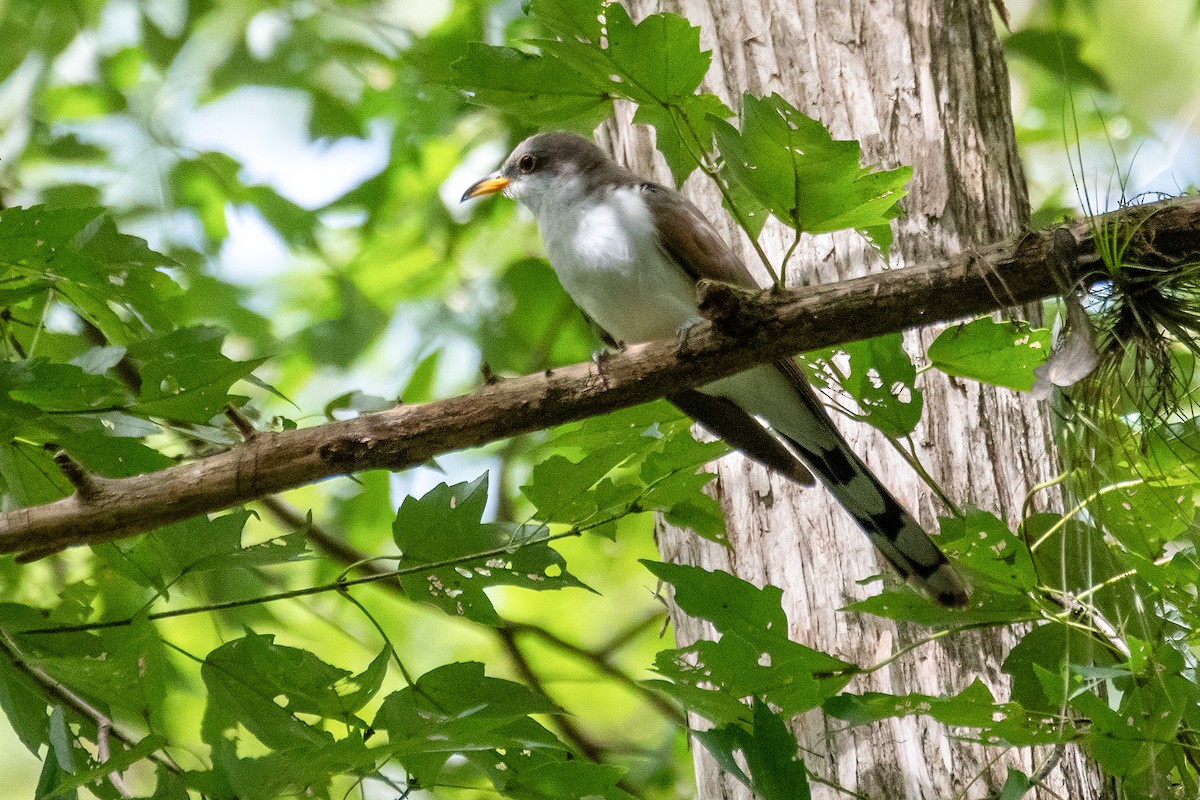 Yellow-billed Cuckoo - ML642329117