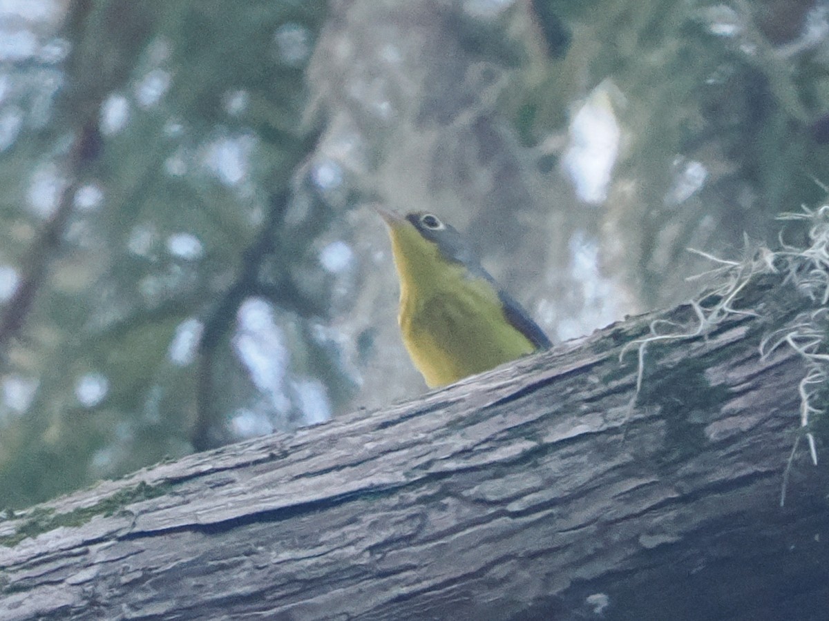 Canada Warbler - ML642329125