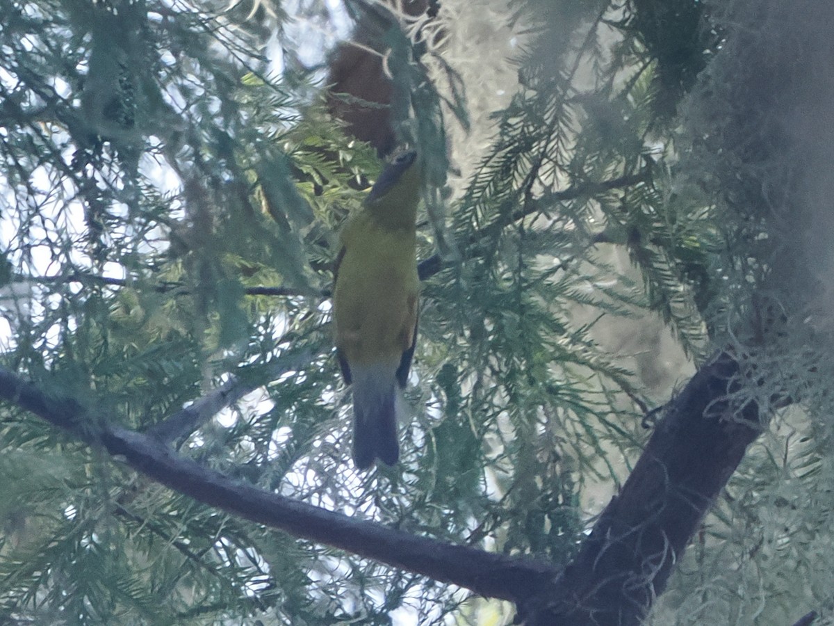 Canada Warbler - ML642329126