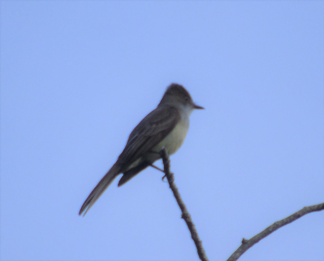 Swainson's Flycatcher - ML642329150