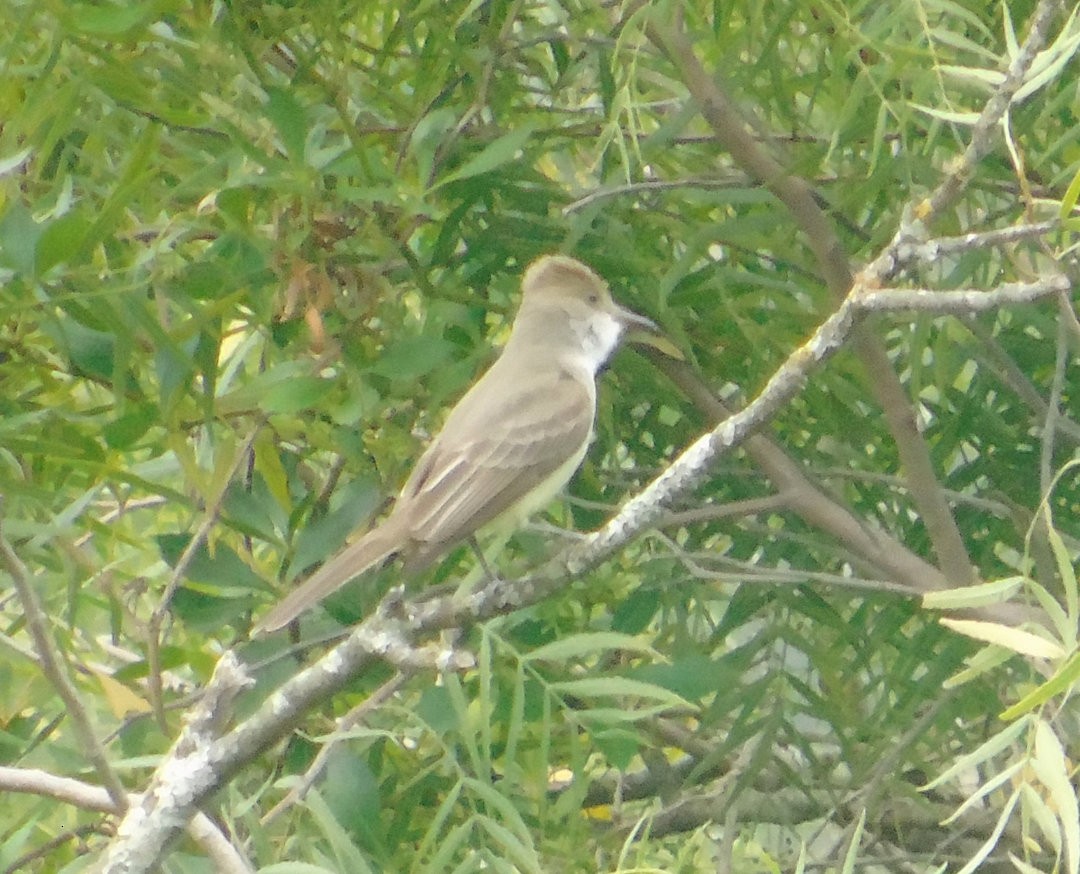 Swainson's Flycatcher - ML642329173
