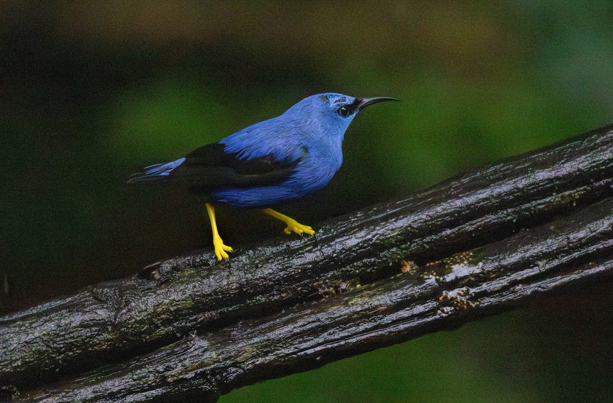 Shining Honeycreeper - ML642329212