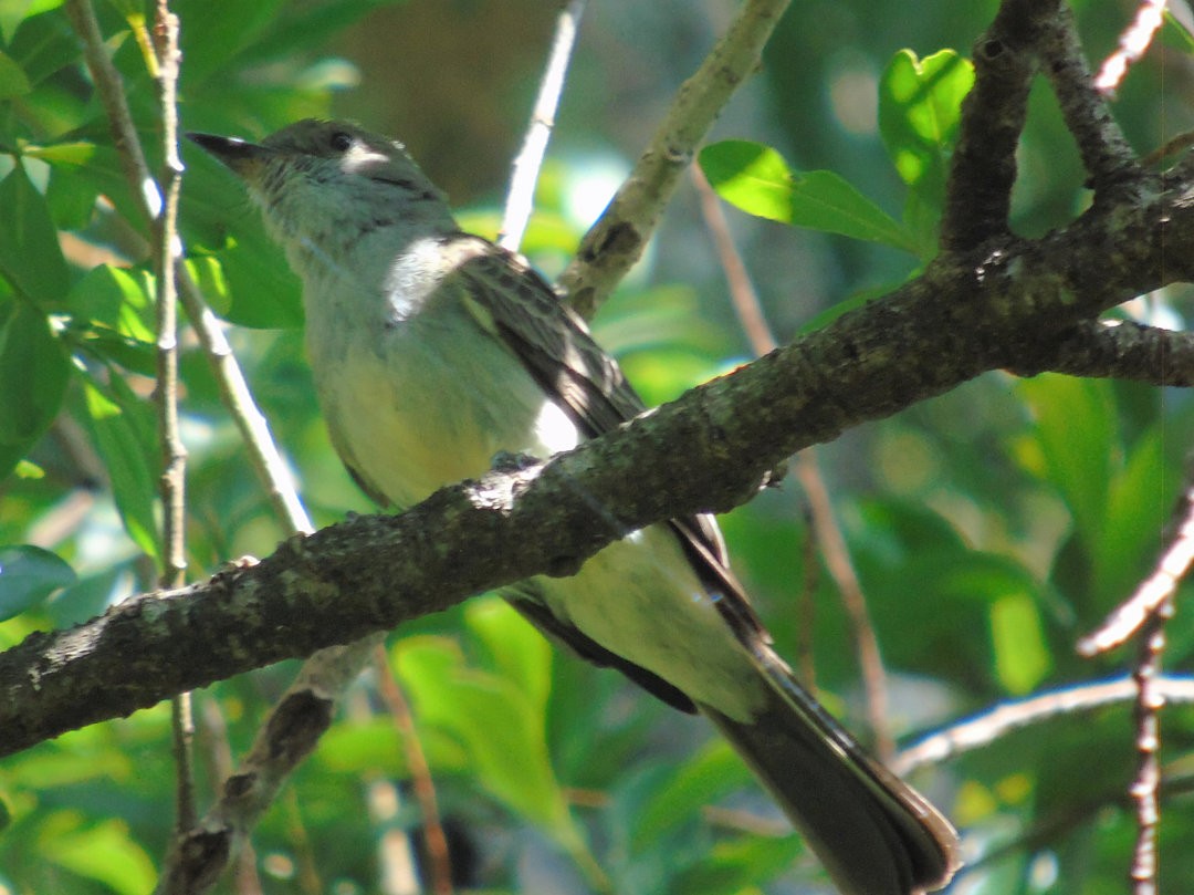 Swainson's Flycatcher - ML642329213