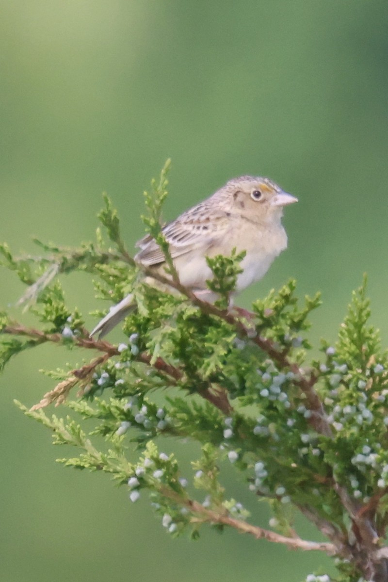 Grasshopper Sparrow - ML642329214