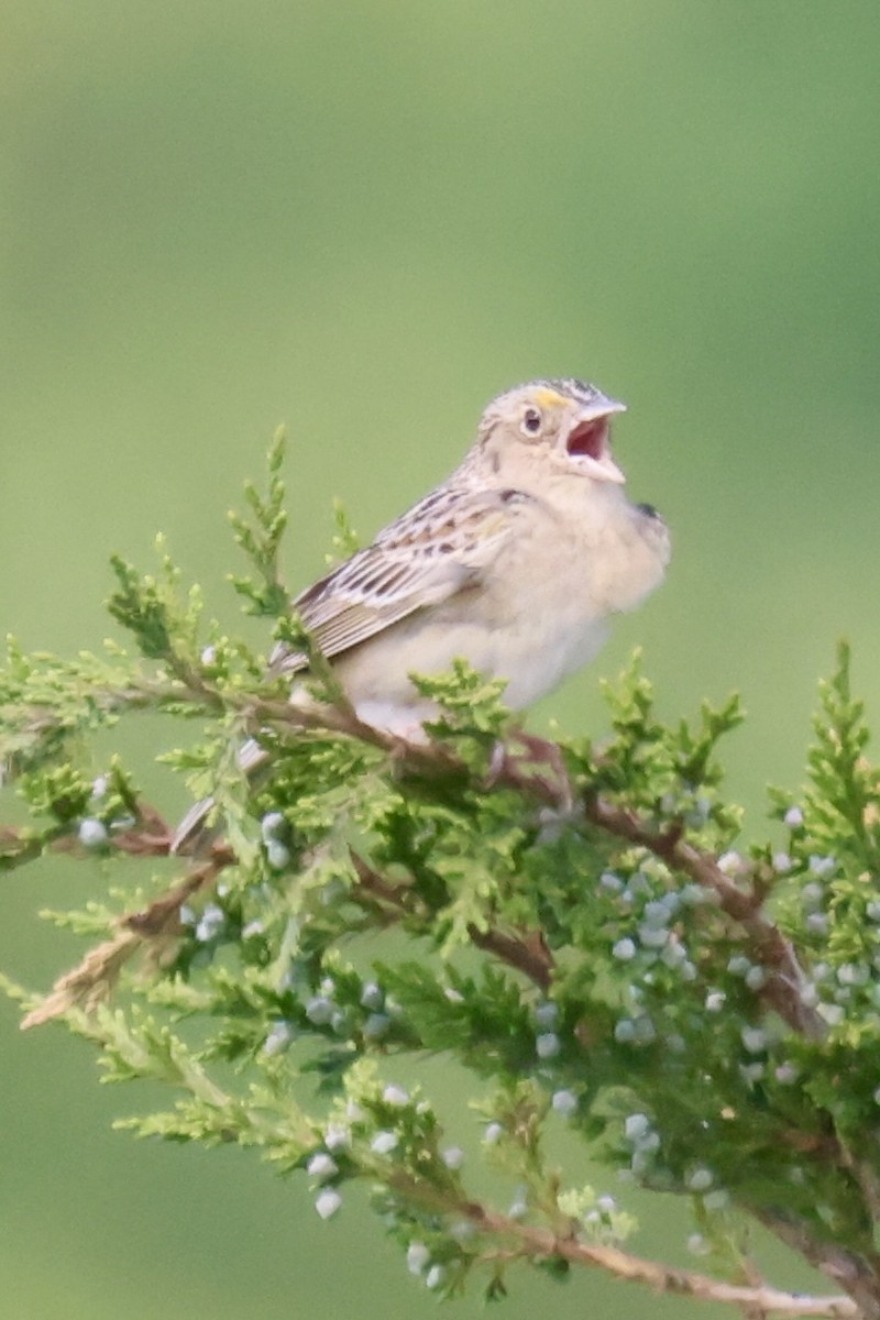 Grasshopper Sparrow - ML642329215