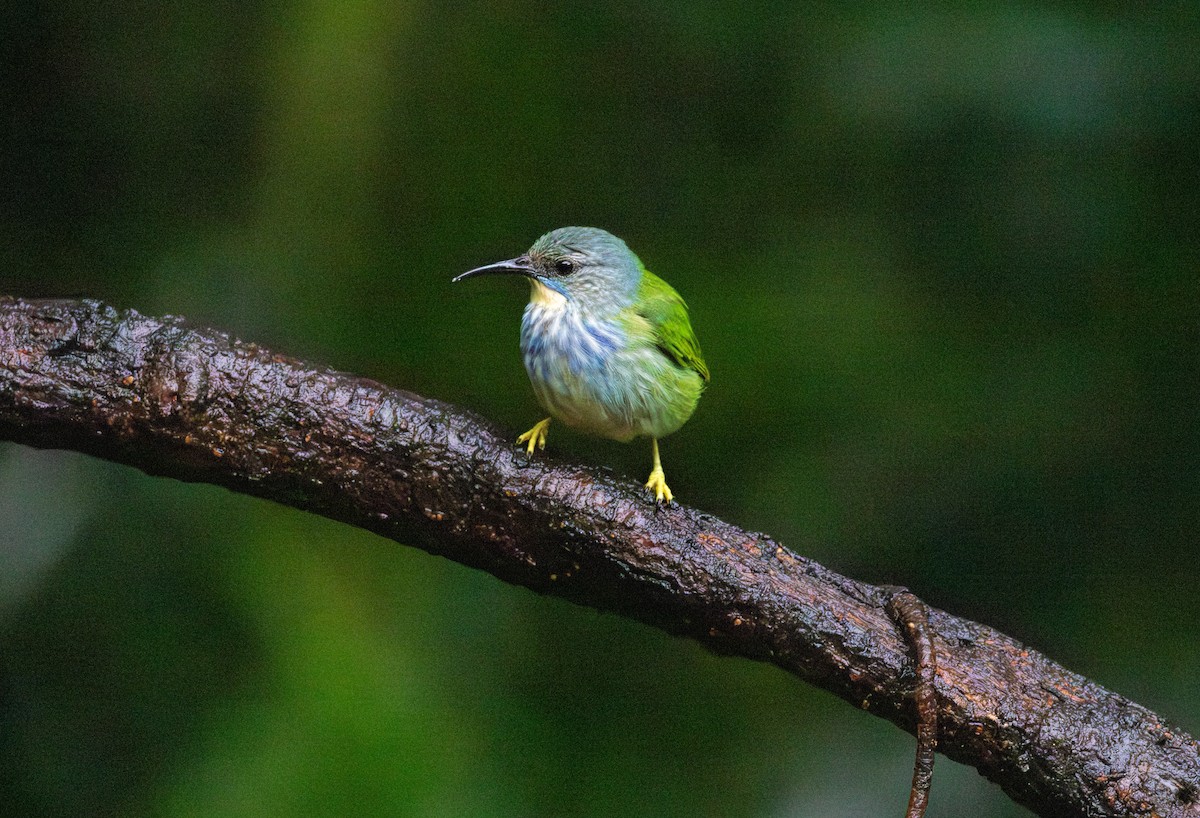 Shining Honeycreeper - ML642329223