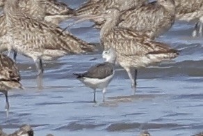 sakhalinsnipe - ML642329228
