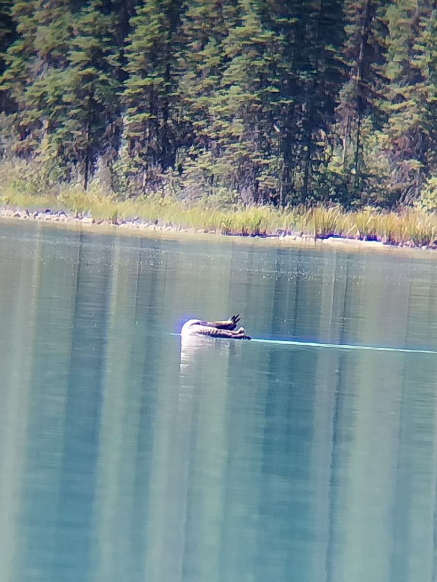 Common Loon - ML642329232