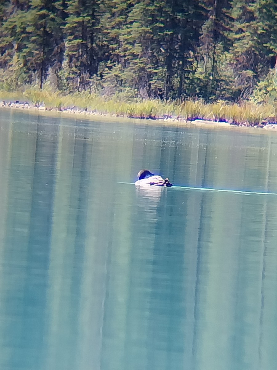 Common Loon - ML642329233