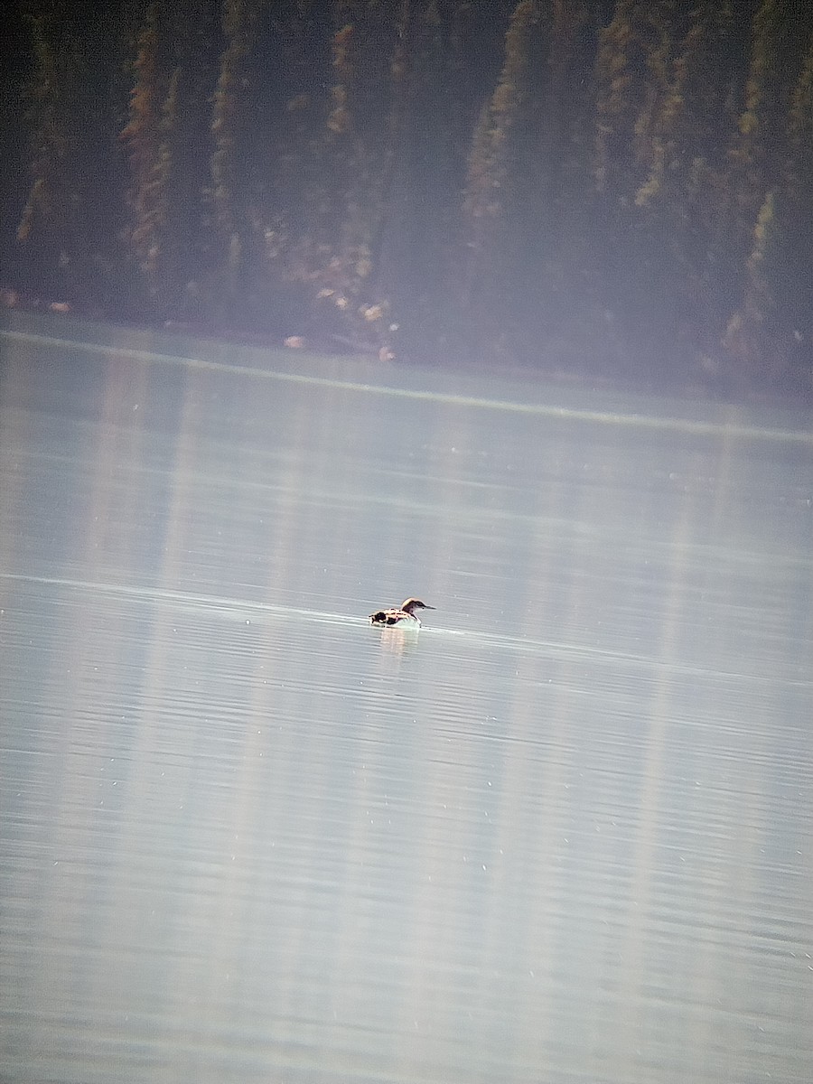 Common Loon - ML642329234