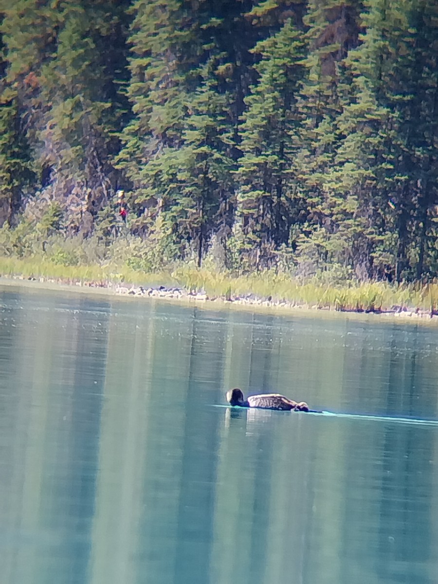 Common Loon - ML642329235