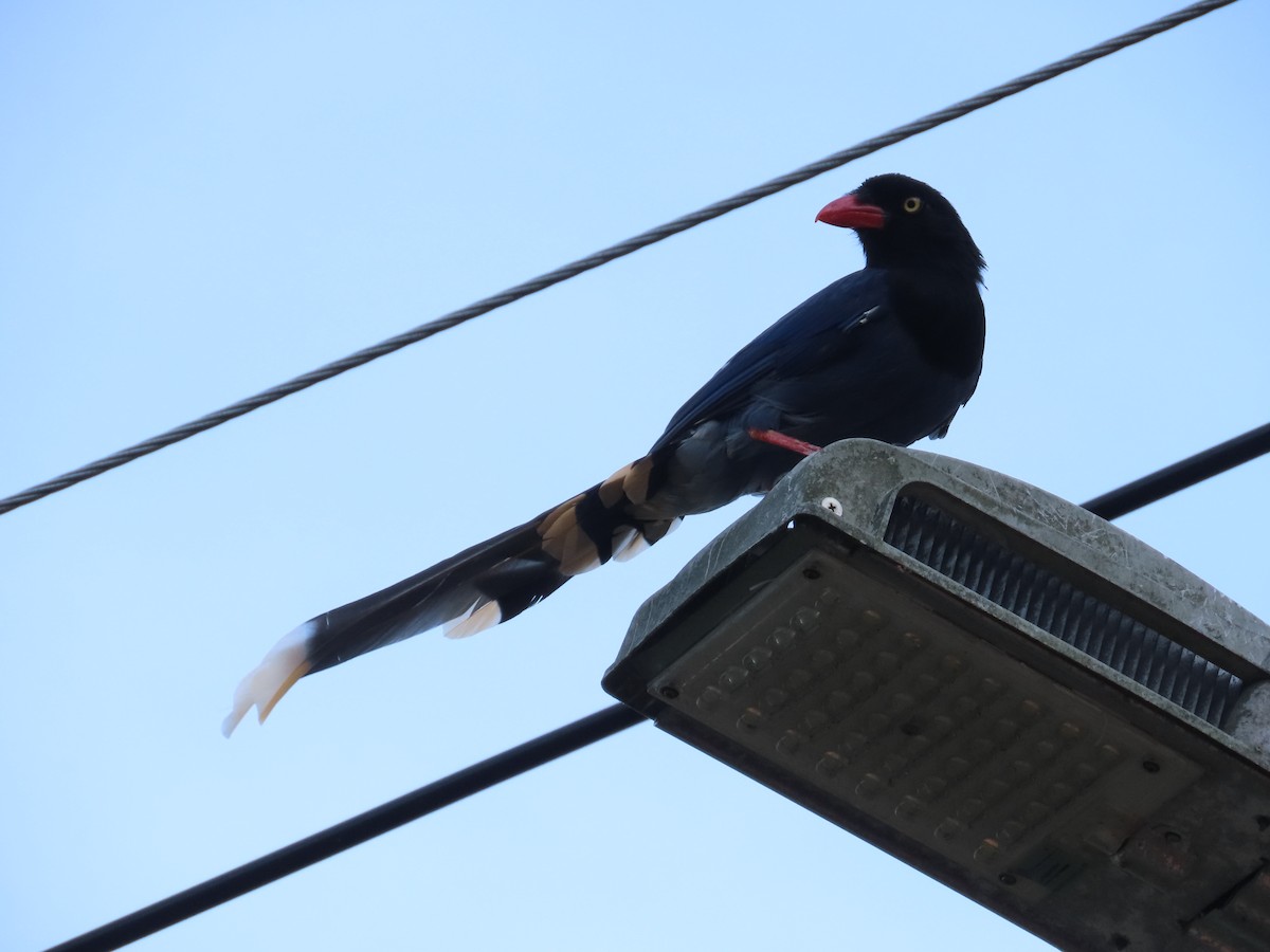 Taiwan Blue-Magpie - ML642329242