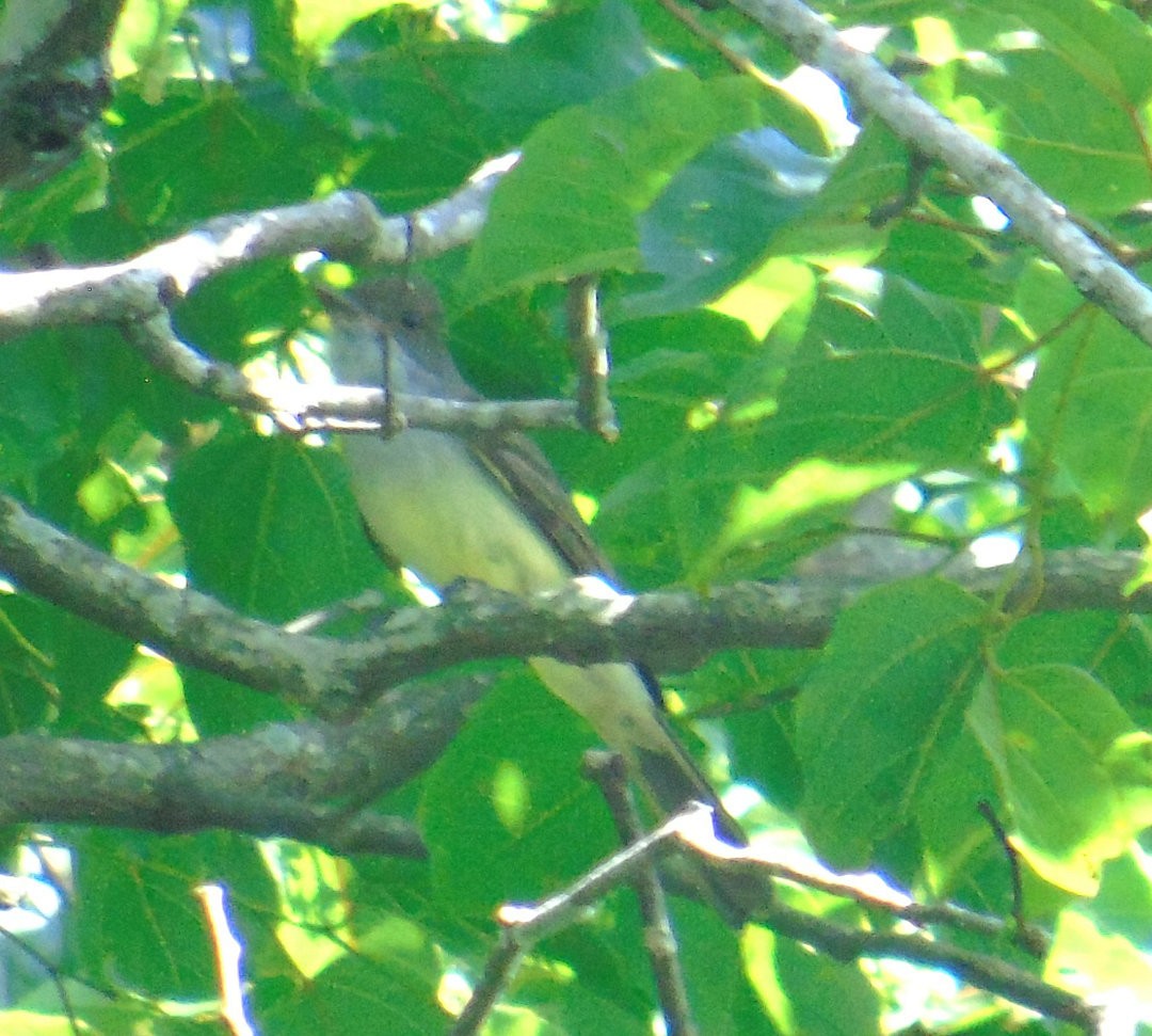 Swainson's Flycatcher - ML642329244