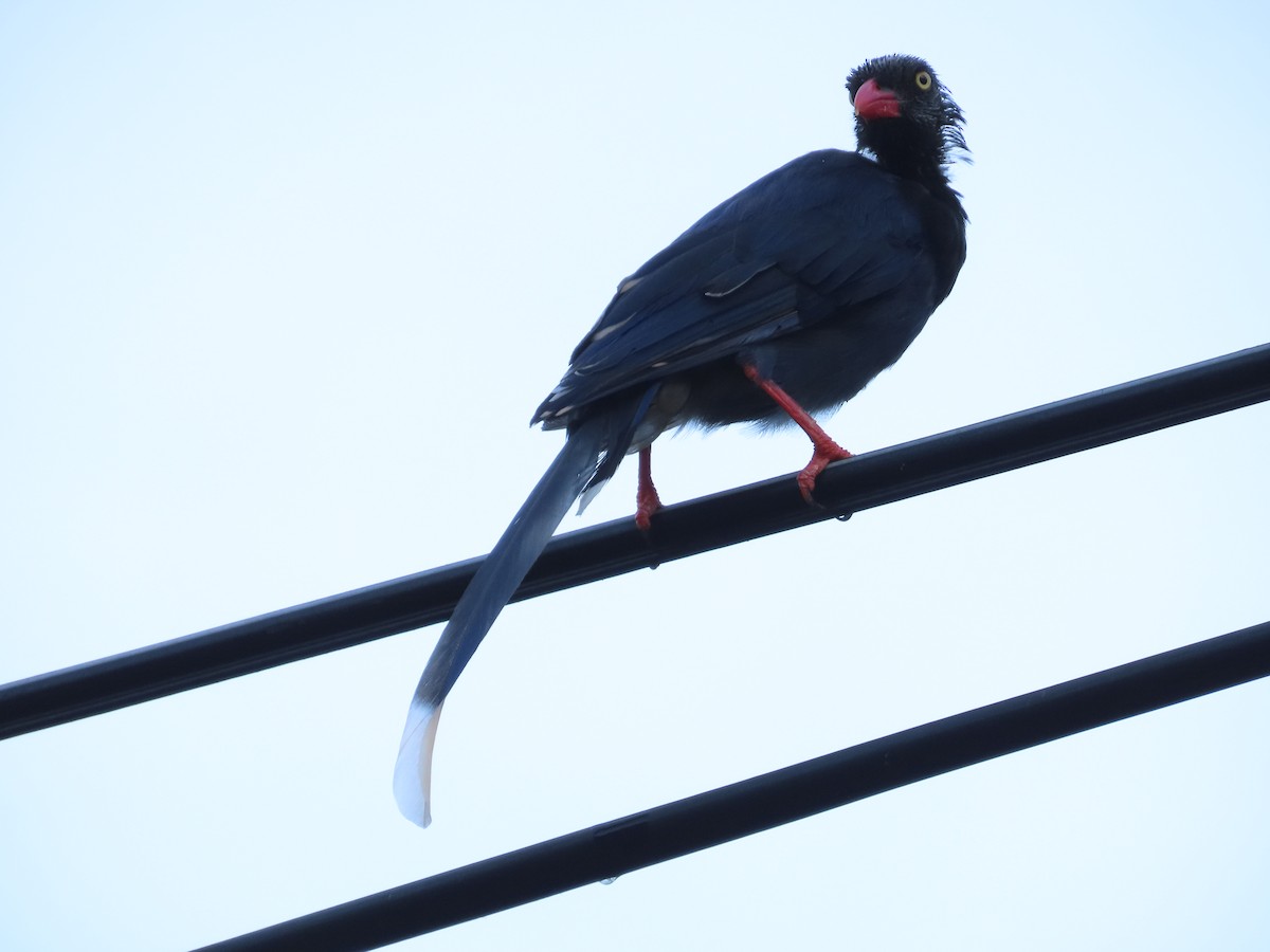 Taiwan Blue-Magpie - ML642329245