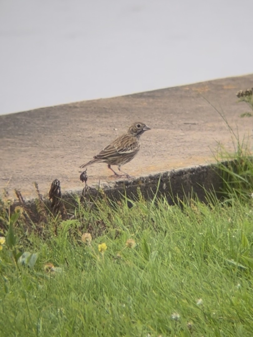 Lark Bunting - ML642329261