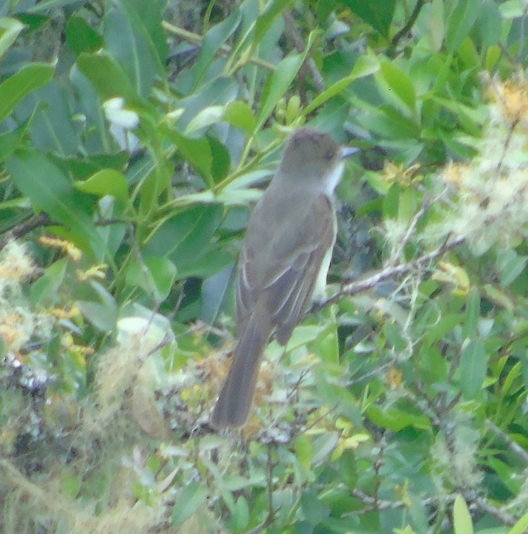 Swainson's Flycatcher - ML642329272