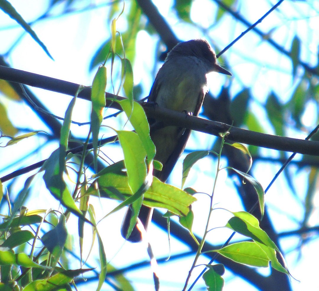Swainson's Flycatcher - ML642329315
