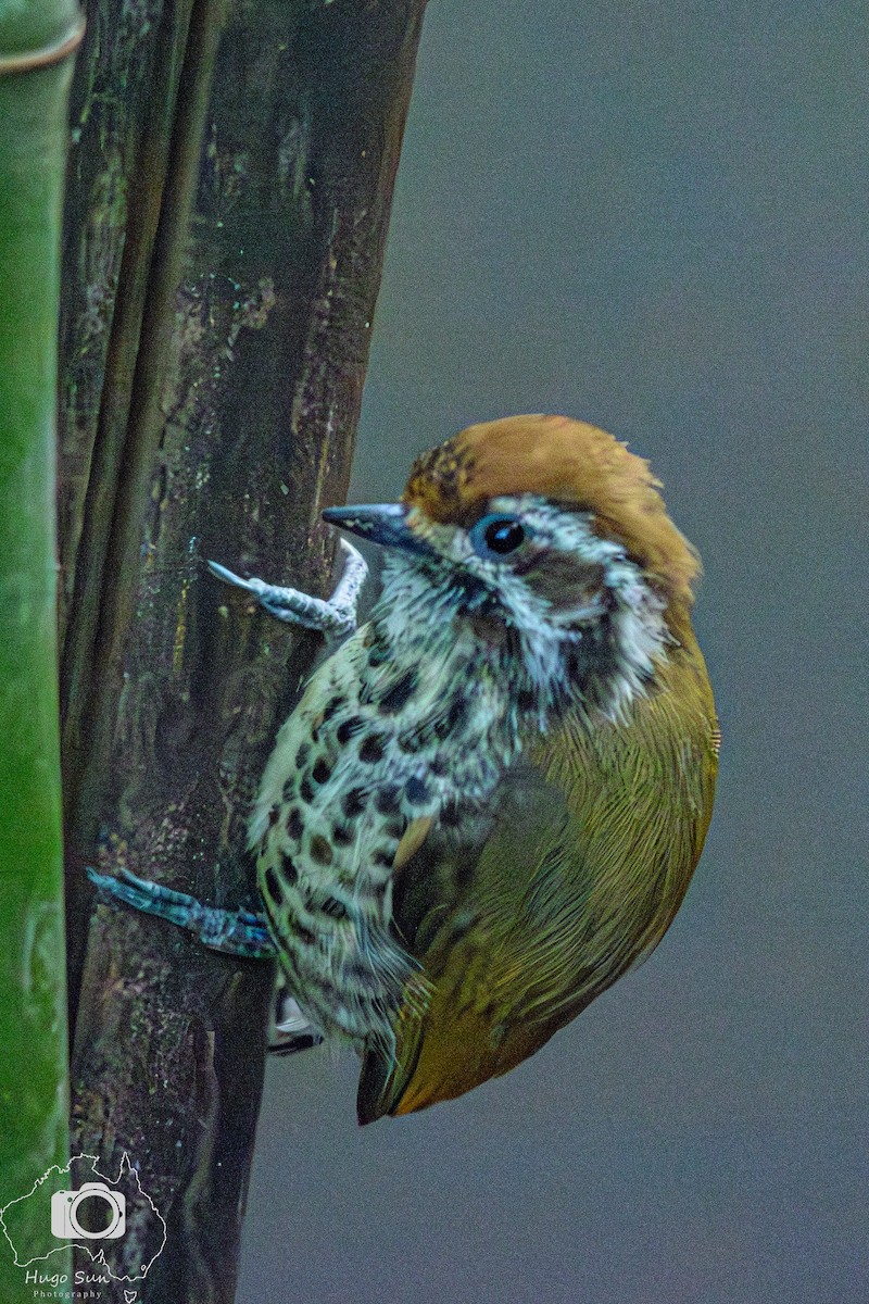 Speckled Piculet - ML642329322
