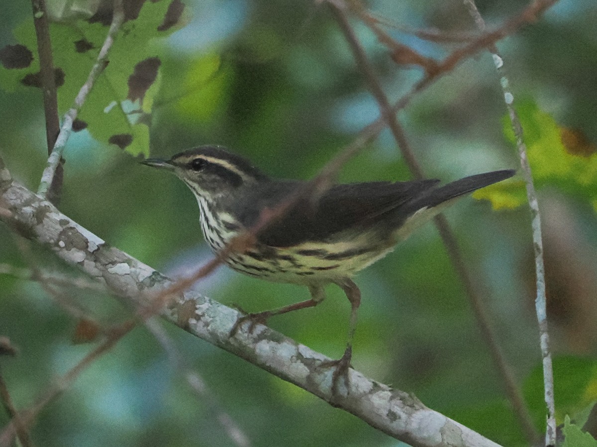 Northern Waterthrush - ML642329337