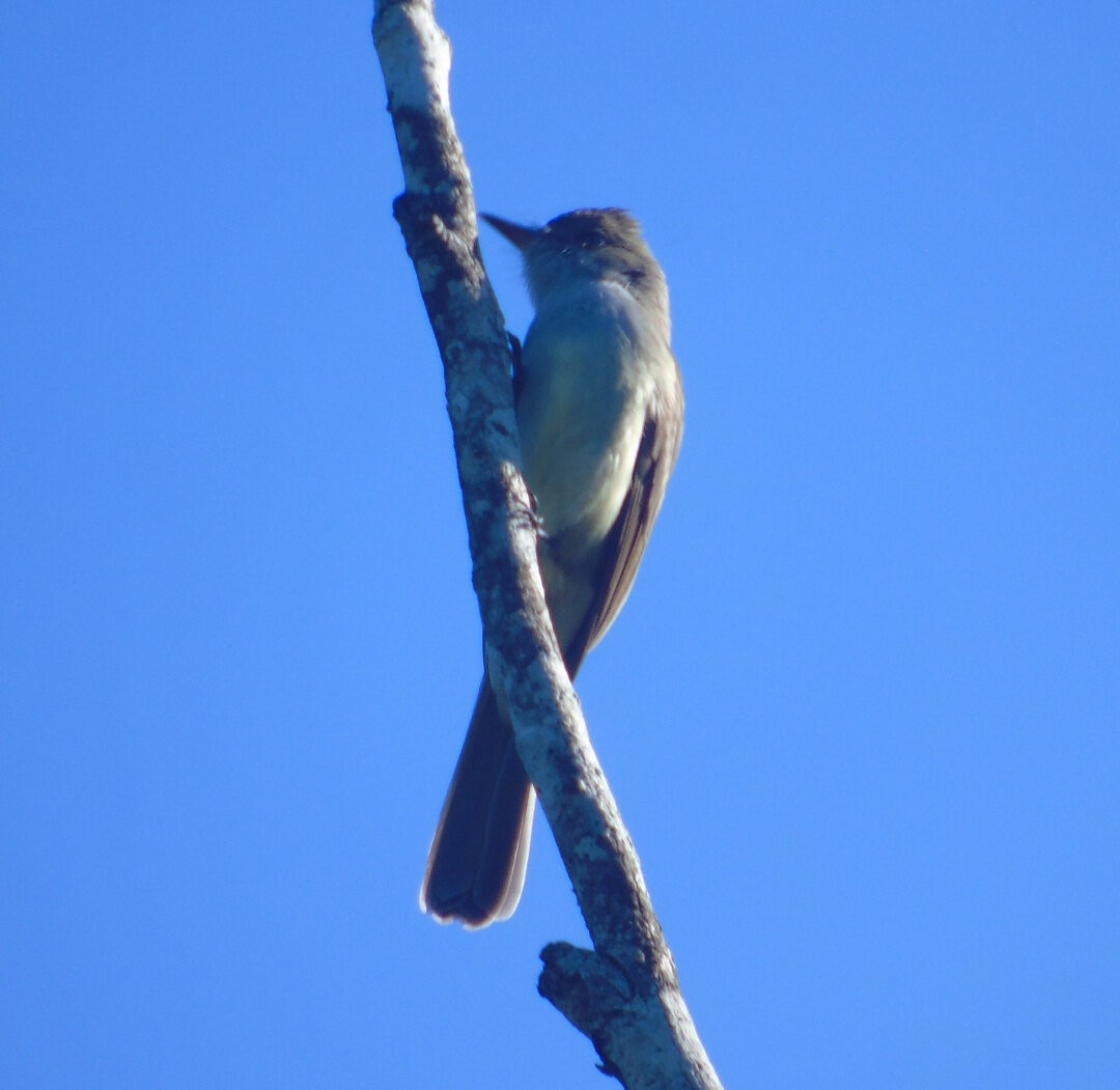 Swainson's Flycatcher - ML642329338