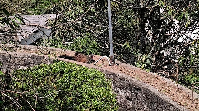 Dusky-legged Guan - ML642329352