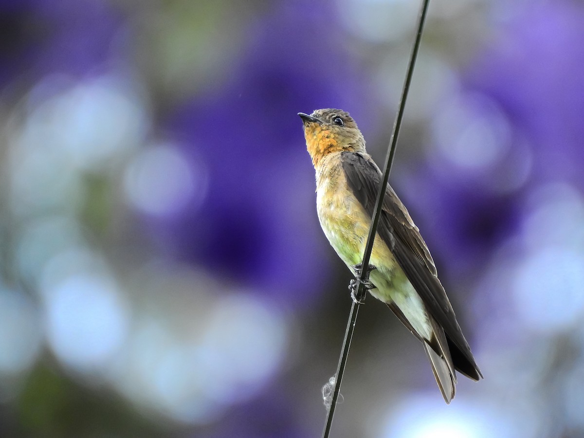 Southern Rough-winged Swallow - ML642329369