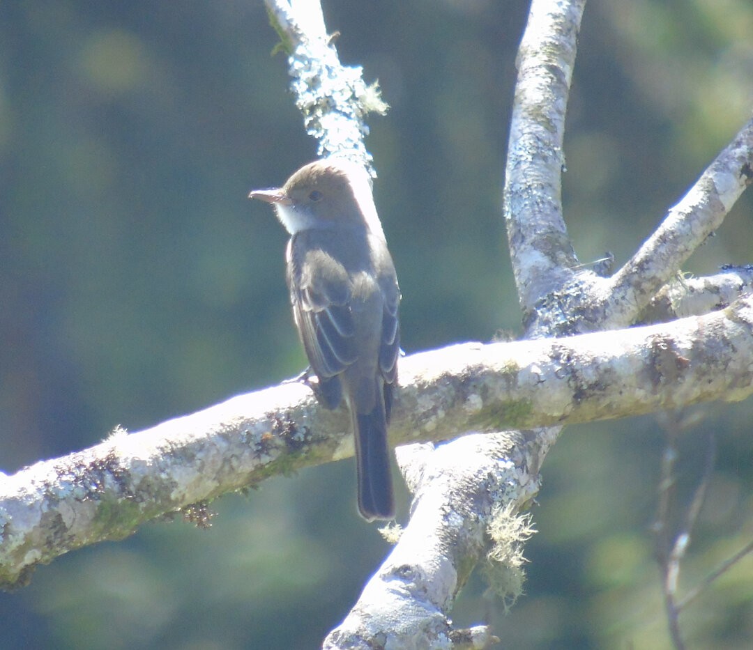 Swainson's Flycatcher - ML642329378