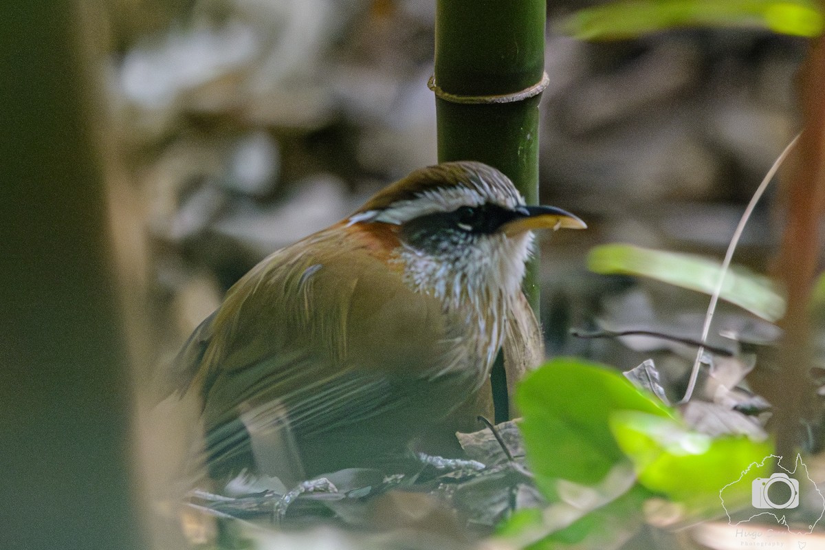 Streak-breasted Scimitar-Babbler - ML642329384