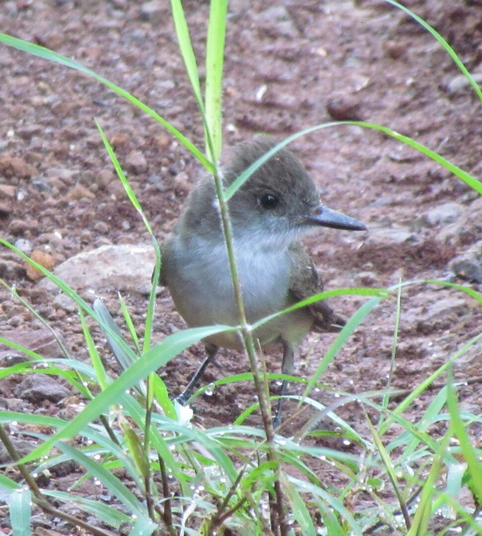 Swainson's Flycatcher - ML642329398