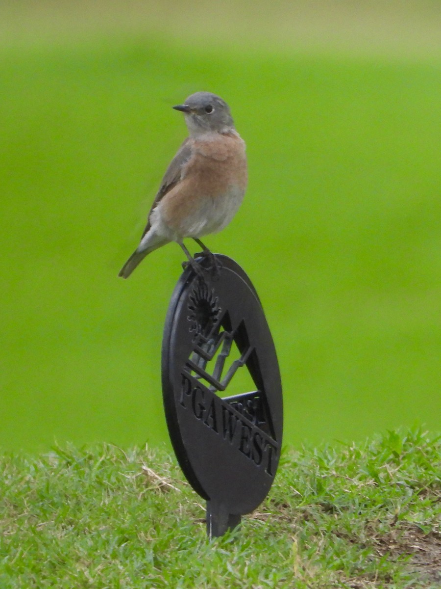 Western Bluebird - ML642329399