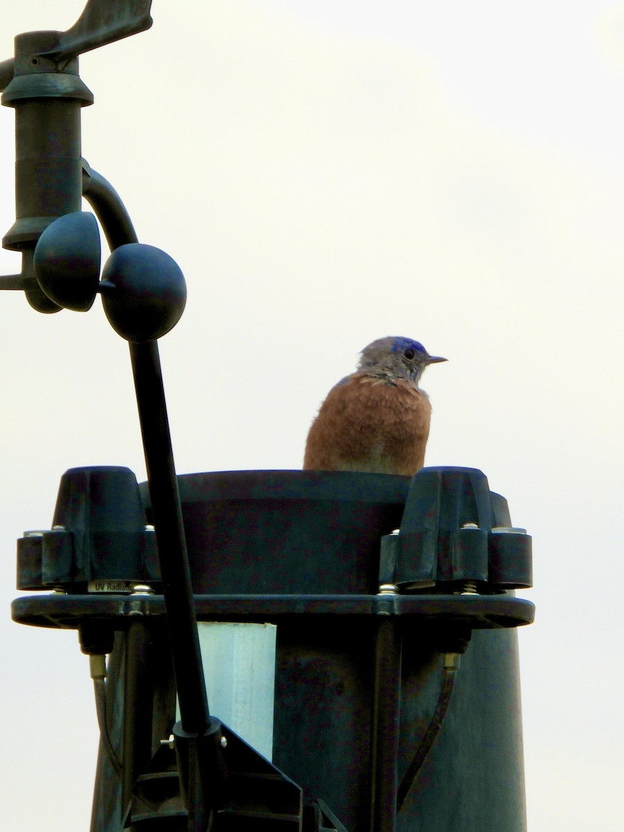 Western Bluebird - ML642329407