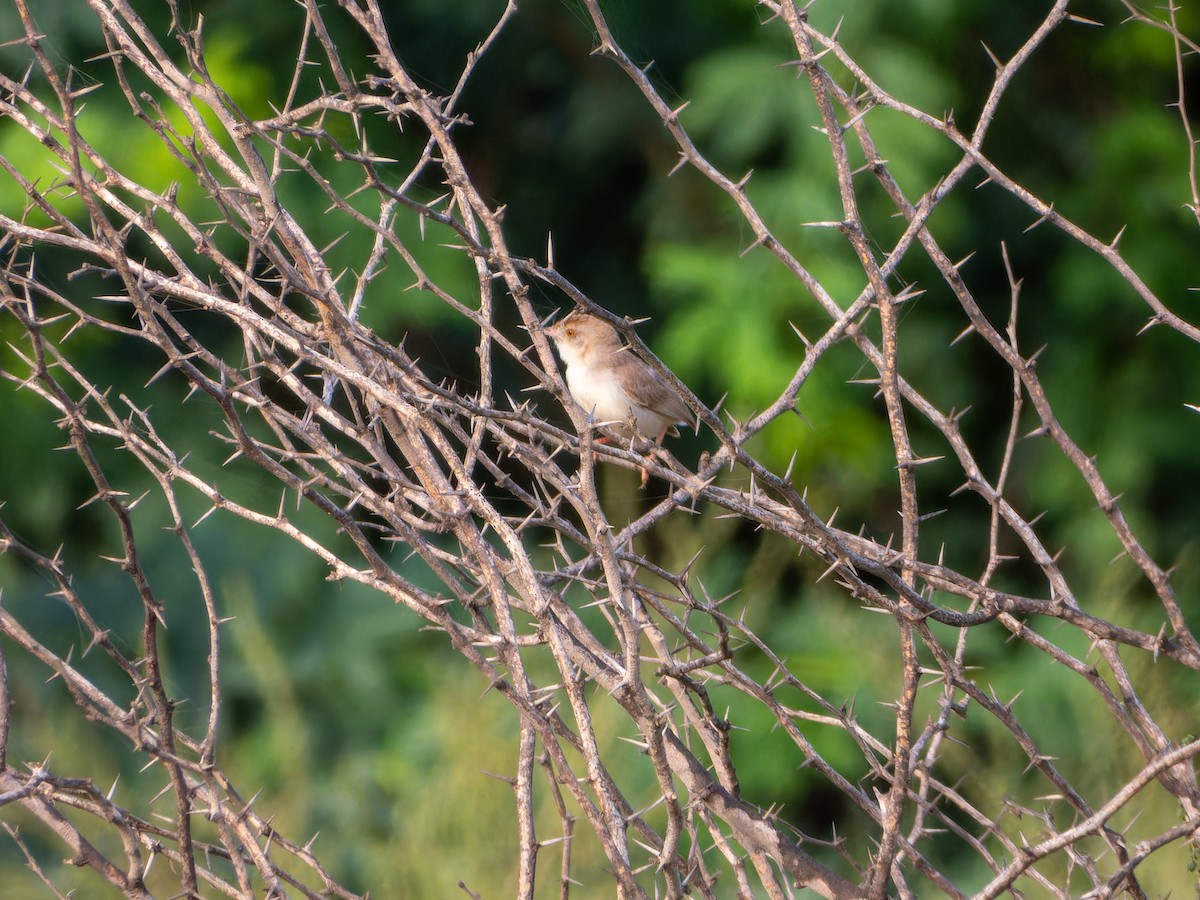 Prinia à front roux - ML642329467