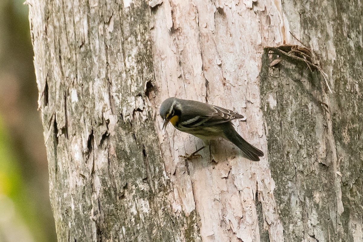 Yellow-throated Warbler - ML642329476
