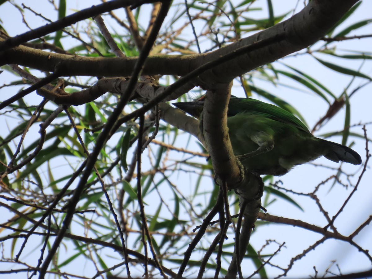 Taiwan Barbet - ML642329500