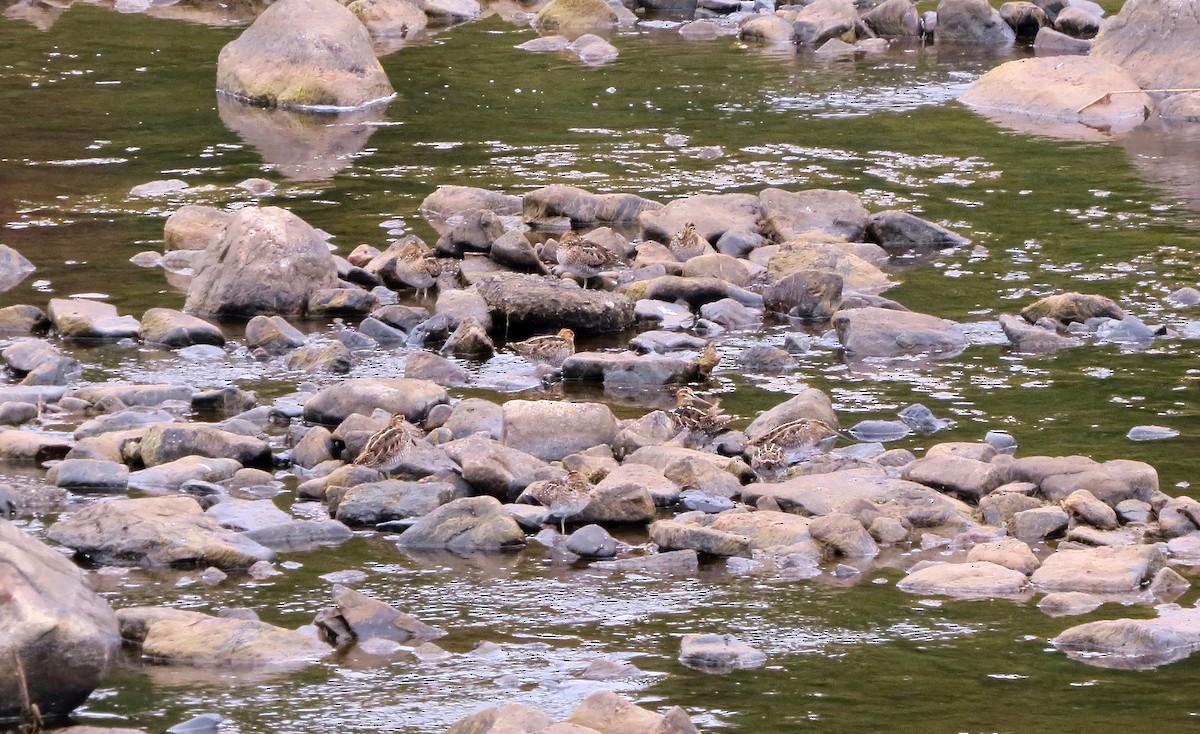 Wilson's Snipe - ML642329506