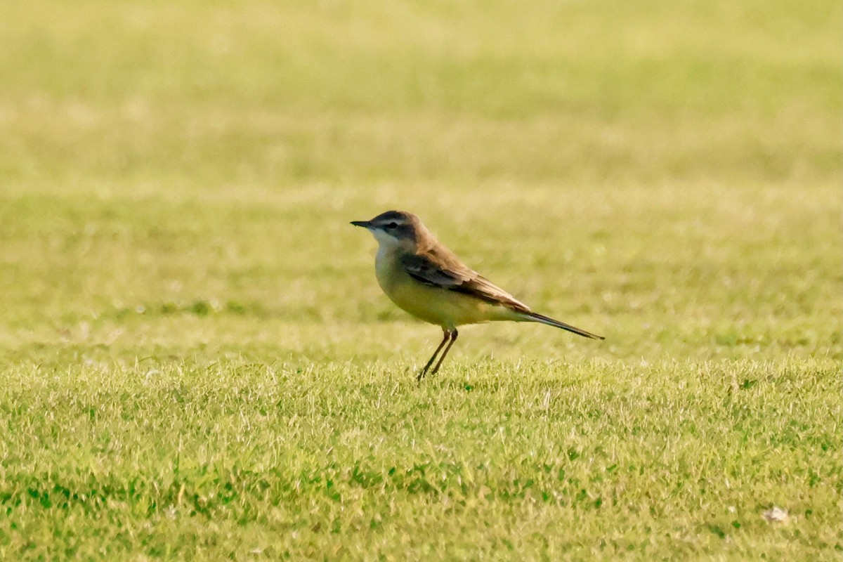 Western Yellow Wagtail - ML642329520