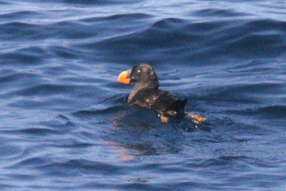 Tufted Puffin - ML642329522