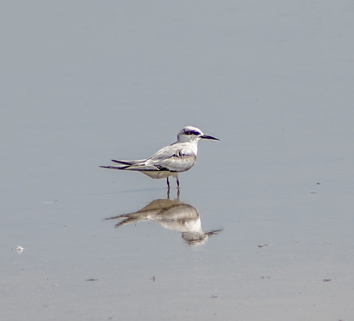 Forster's Tern - ML642329558