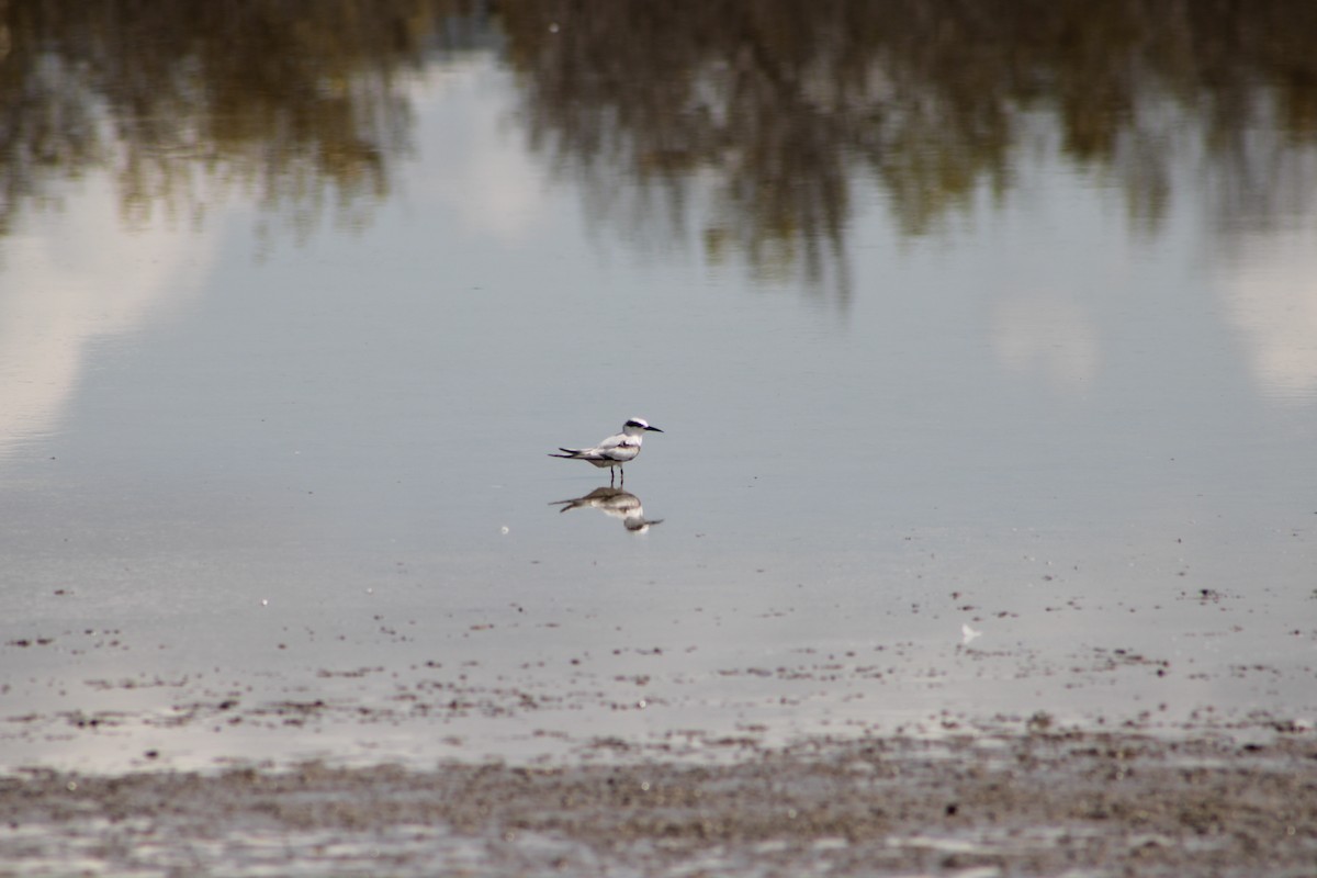 Forster's Tern - ML642329563