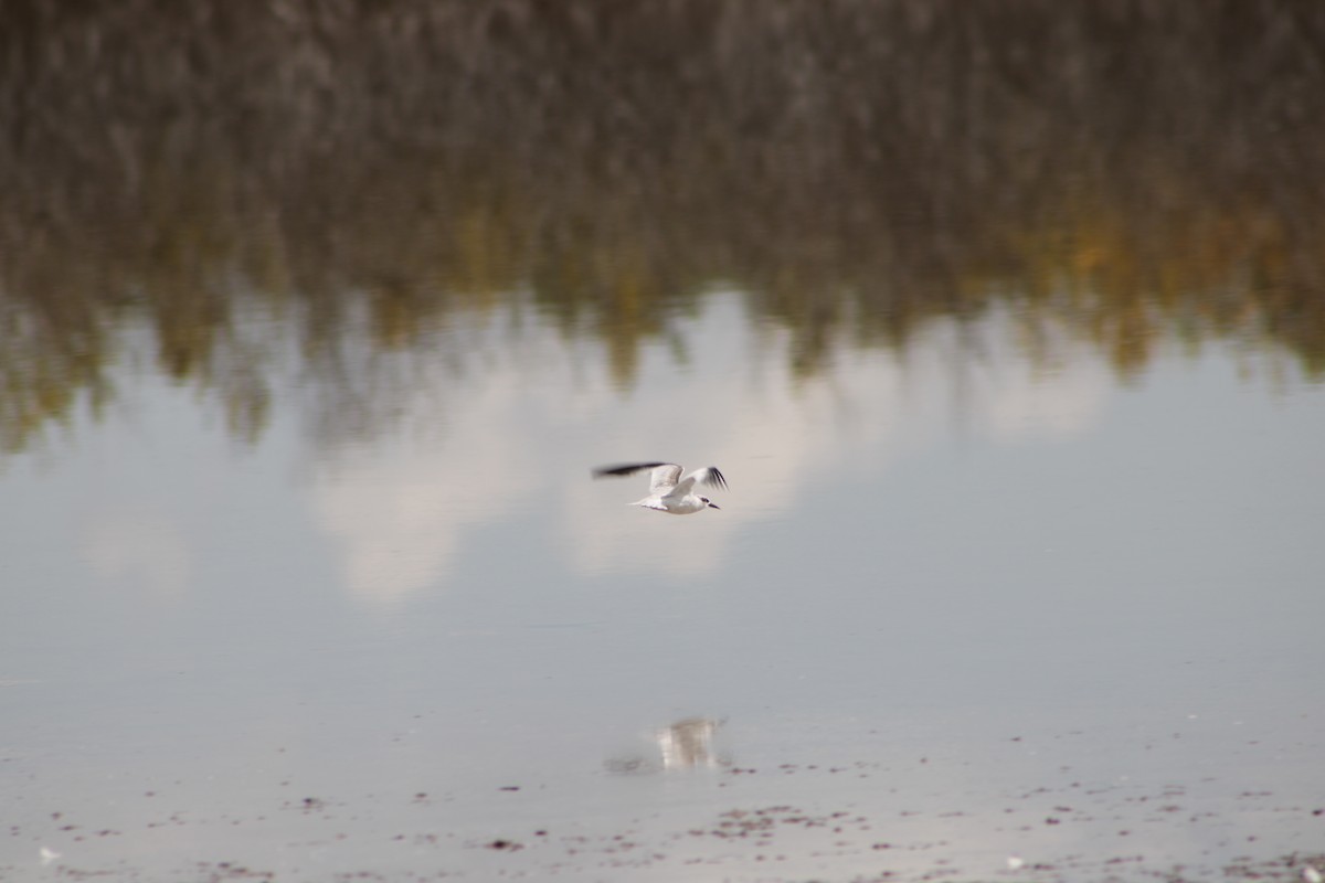 Forster's Tern - ML642329564
